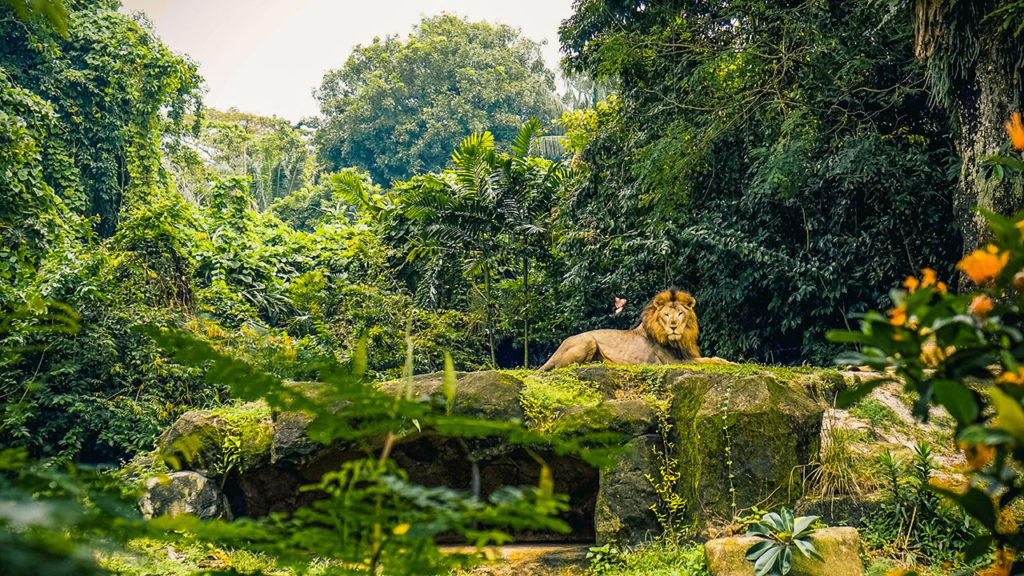 zoo w singapurze