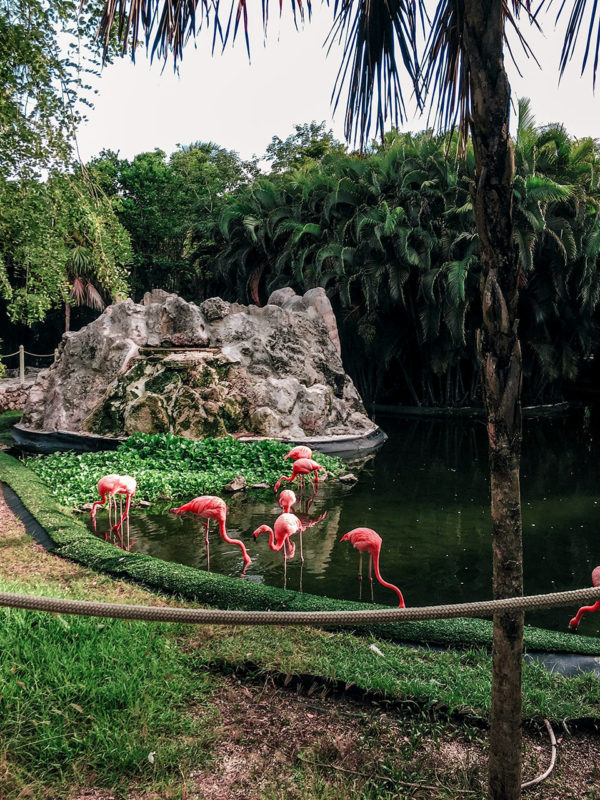 zoo flamingi